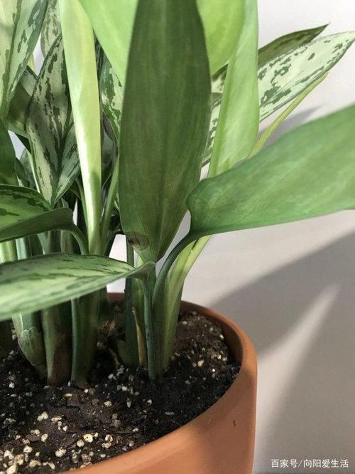 卧室盆栽选不好？这些才适合放！-第3张图片-吾爱花网