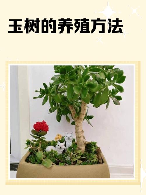 玉树多肉怎么养才能养好？-第1张图片-吾爱花网