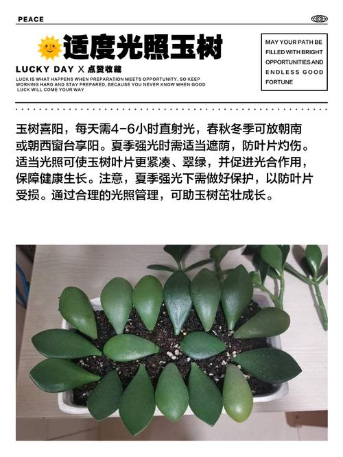 玉树多肉怎么养才能养好？-第2张图片-吾爱花网