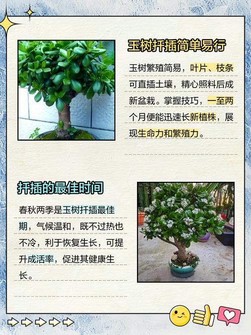 玉树多肉怎么养才能养好？-第3张图片-吾爱花网