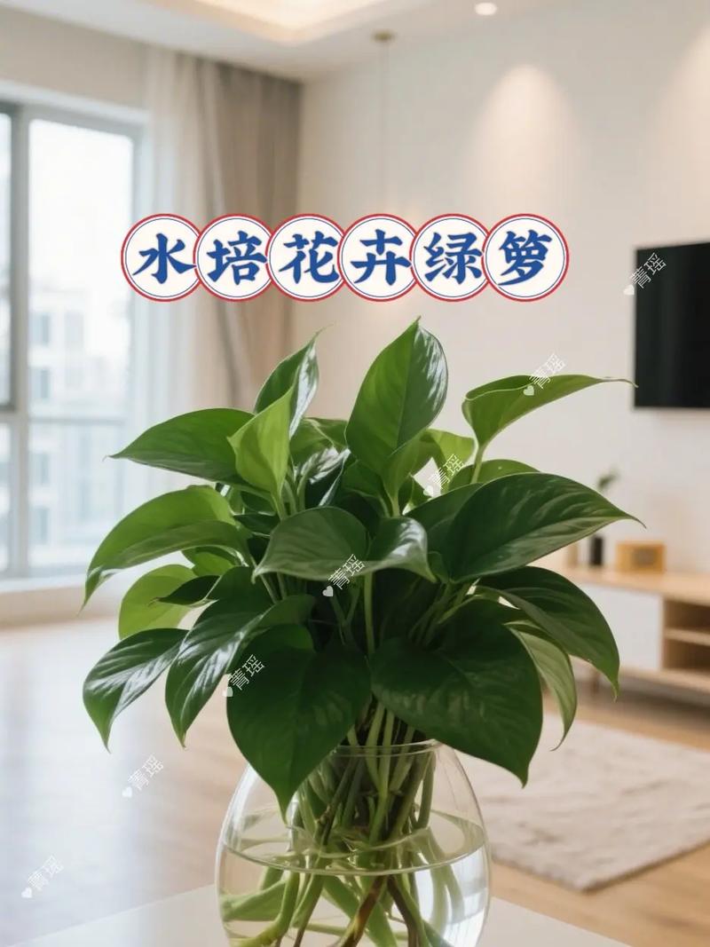 水培绿萝放房间安全吗？-第1张图片-吾爱花网