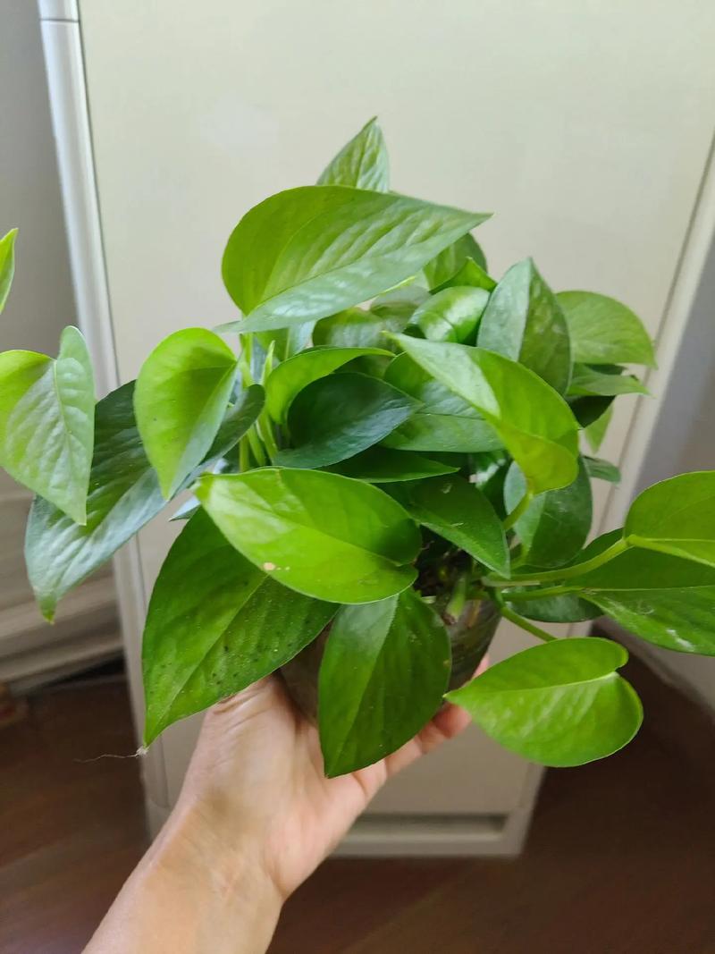 水培绿萝放房间安全吗？-第2张图片-吾爱花网