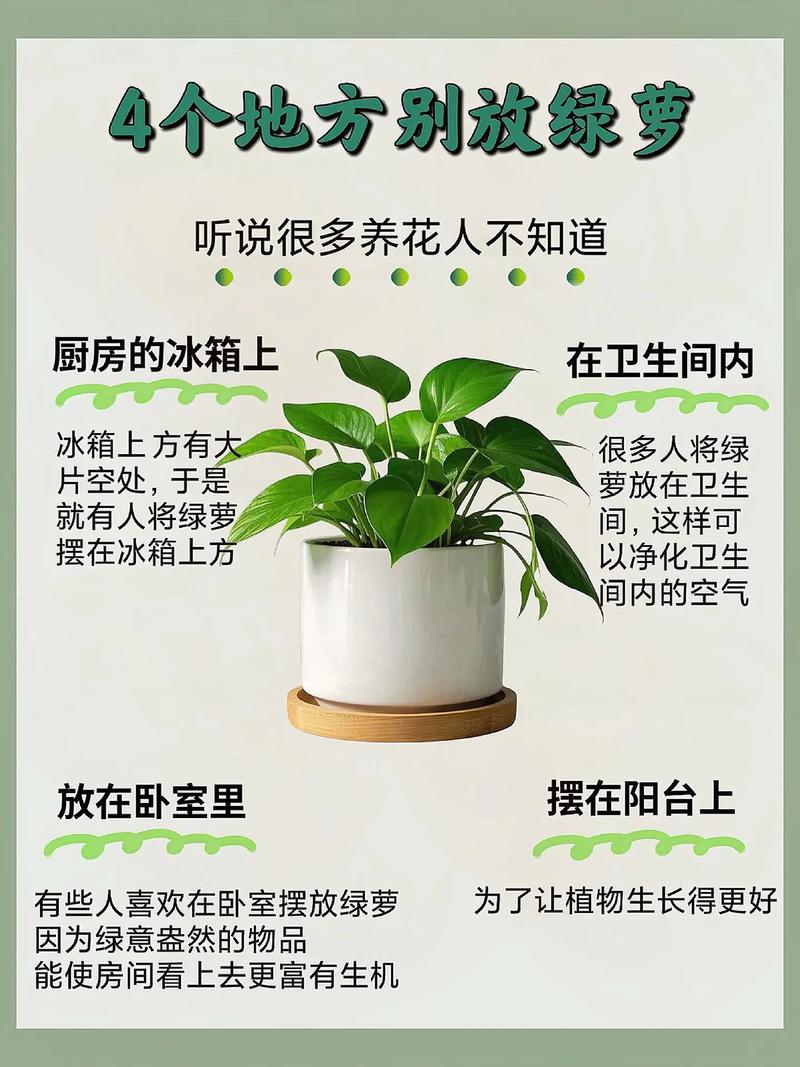 水培绿萝放房间安全吗？-第3张图片-吾爱花网