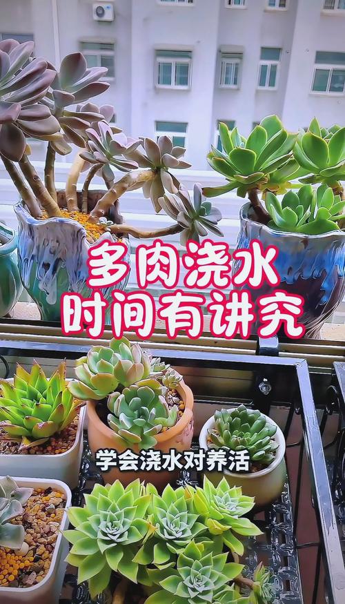 多肉植物几月不用浇水？-第2张图片-吾爱花网