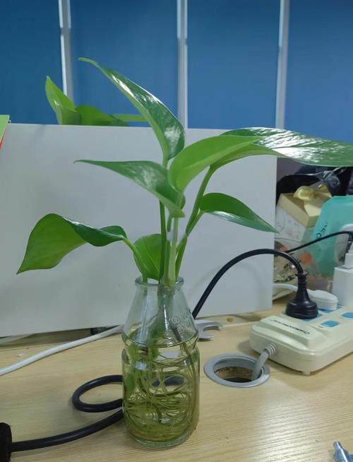 客厅养水培绿萝真的好吗？-第1张图片-吾爱花网