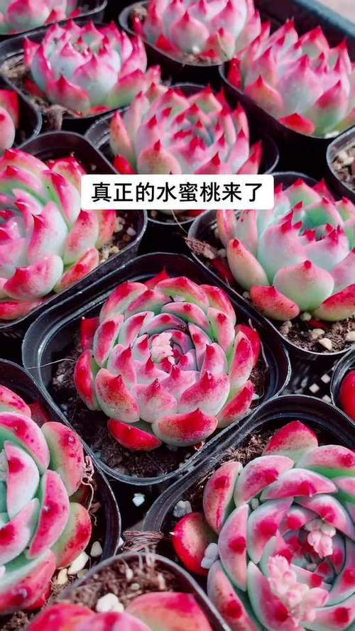 多肉水蜜桃能开花吗？-第1张图片-吾爱花网