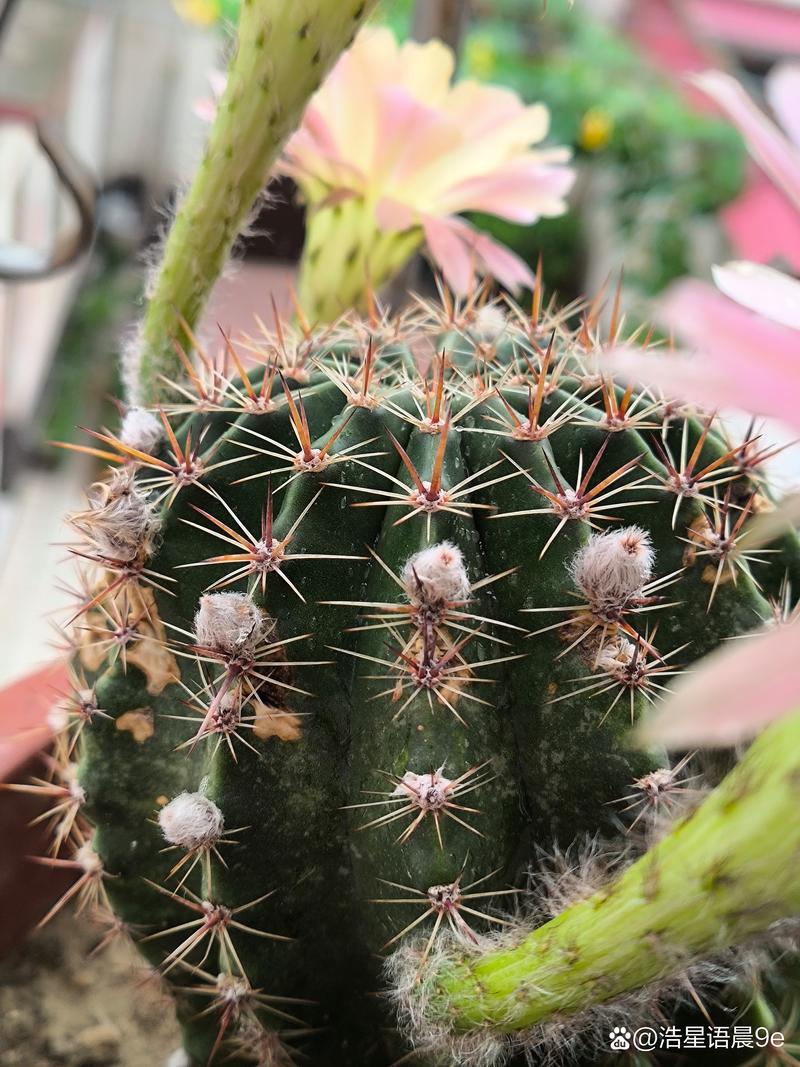 多肉水蜜桃能开花吗？-第2张图片-吾爱花网