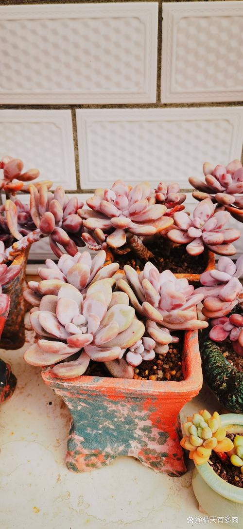 多肉水蜜桃能开花吗？-第3张图片-吾爱花网