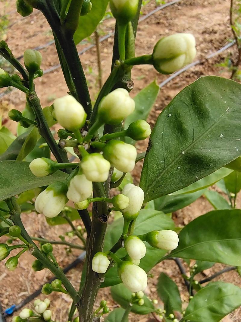 盆栽金橘开花时间是什么时候?-第1张图片-吾爱花网 盆栽金橘开花时间是什么时候?-第1张图片-吾爱花网