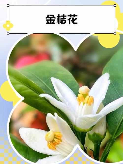 盆栽金橘开花时间是什么时候?-第2张图片-吾爱花网 盆栽金橘开花时间是什么时候?-第2张图片-吾爱花网