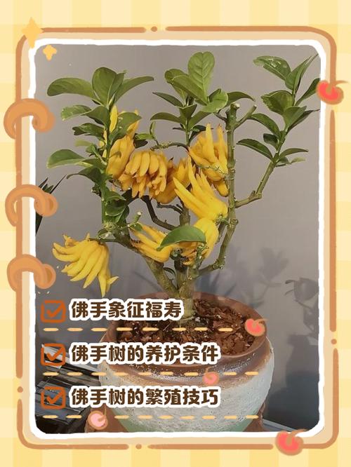 盆栽佛手何时开花?-第1张图片-吾爱花网 盆栽佛手何时开花?-第1张图片-吾爱花网