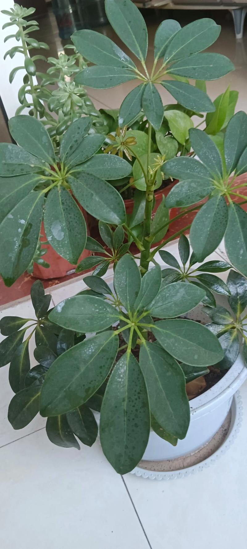 盆栽佛手何时开花?-第2张图片-吾爱花网 盆栽佛手何时开花?-第2张图片-吾爱花网