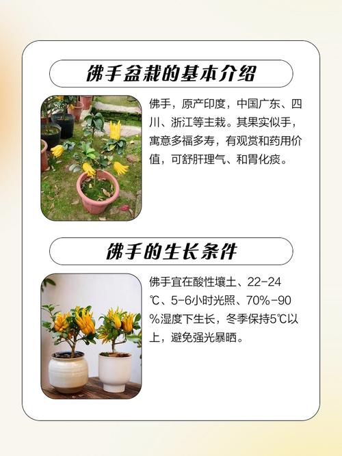 盆栽佛手何时开花？-第3张图片-吾爱花网