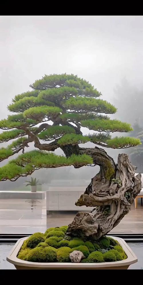 盆栽松树图片有哪些品种与造型？-第1张图片-吾爱花网