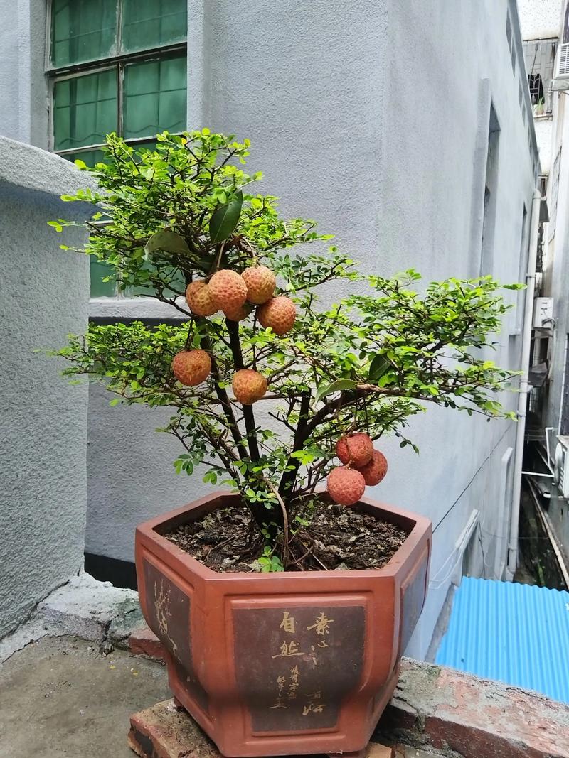 盆栽果树能直接地栽吗？-第1张图片-吾爱花网