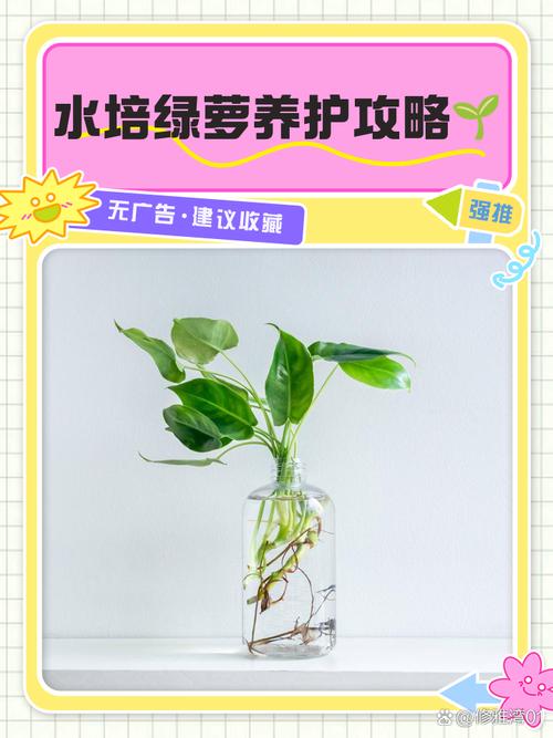 水培绿萝必须用生根粉吗？-第1张图片-吾爱花网