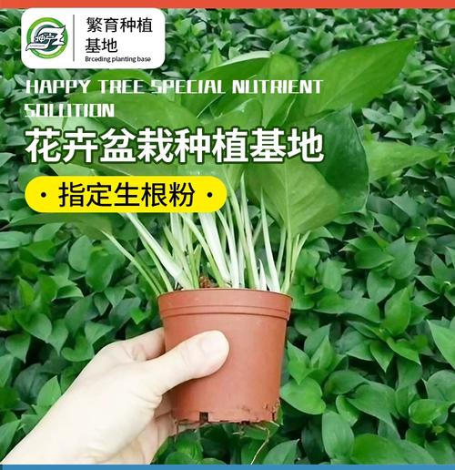 水培绿萝必须用生根粉吗？-第3张图片-吾爱花网