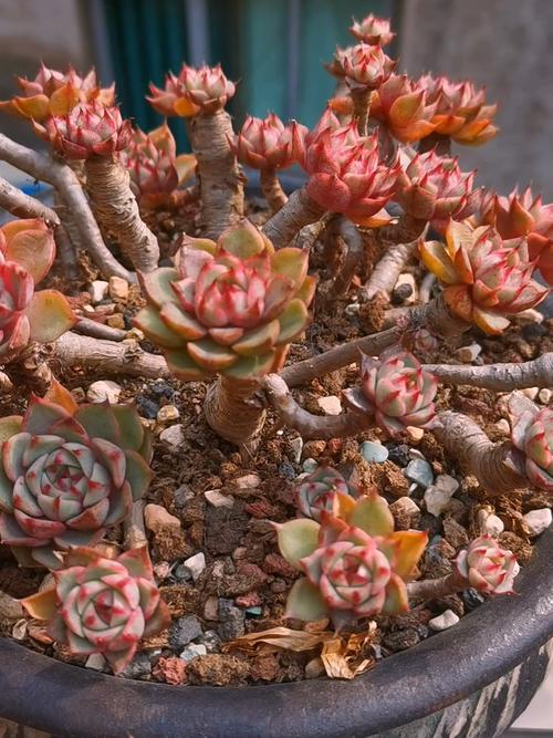 多肉移栽后几天可晒太阳？-第2张图片-吾爱花网