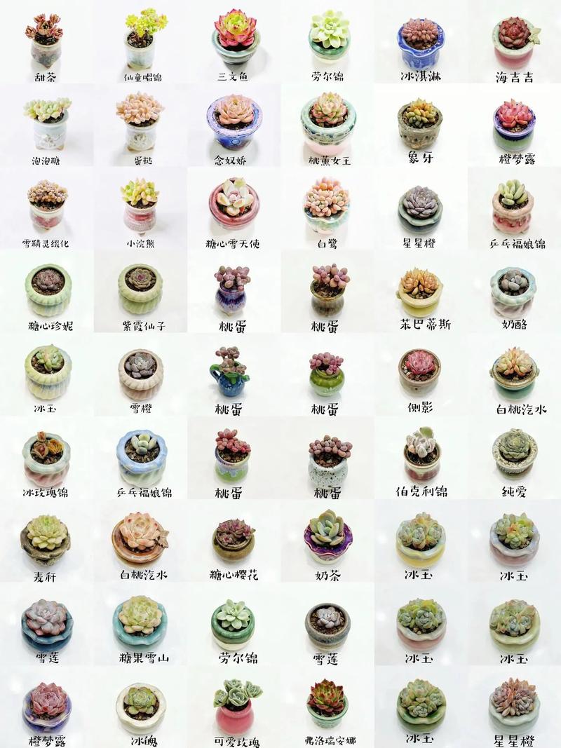 多肉移栽后几天可晒太阳?-第3张图片-吾爱花网 多肉移栽后几天可晒太阳?-第3张图片-吾爱花网