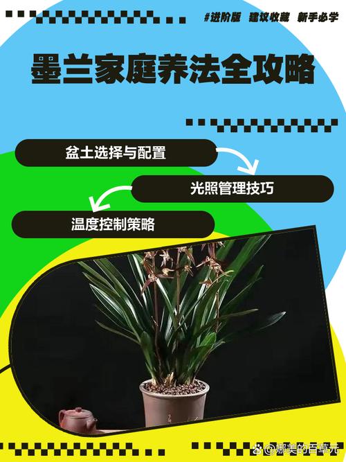 盆栽墨兰冬季养护要注意什么?-第1张图片-吾爱花网 盆栽墨兰冬季养护要注意什么?-第1张图片-吾爱花网