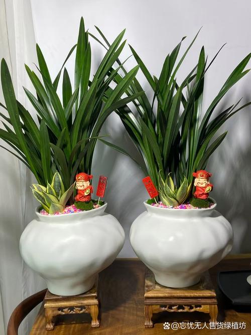 盆栽墨兰冬季养护要注意什么？-第2张图片-吾爱花网