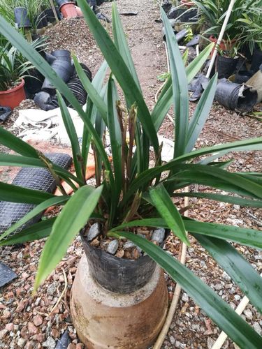 盆栽墨兰冬季养护要注意什么?-第3张图片-吾爱花网 盆栽墨兰冬季养护要注意什么?-第3张图片-吾爱花网