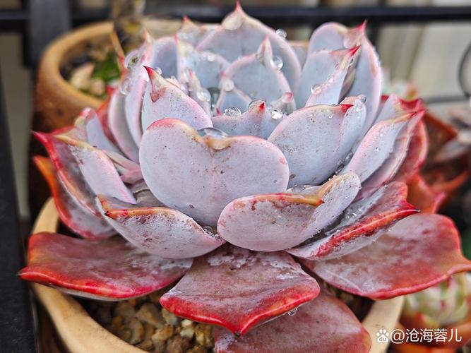 粉红台阁怎么养才出状态?-第2张图片-吾爱花网 粉红台阁怎么养才出状态?-第2张图片-吾爱花网