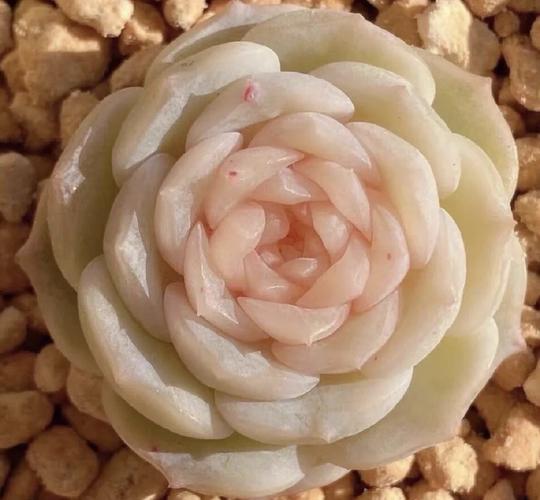 粉红台阁怎么养才出状态?-第3张图片-吾爱花网 粉红台阁怎么养才出状态?-第3张图片-吾爱花网