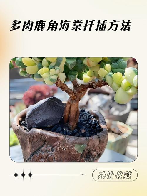 多肉根茎多长可移栽？-第2张图片-吾爱花网