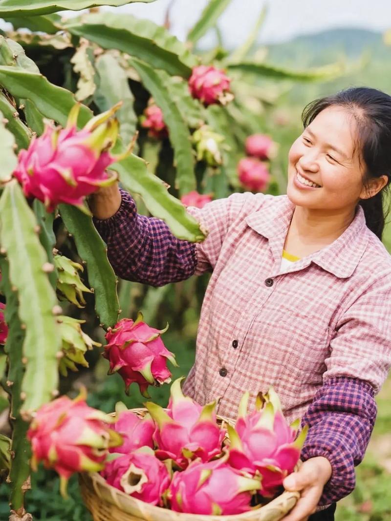 火龙果苗几月盆栽最合适？-第1张图片-吾爱花网