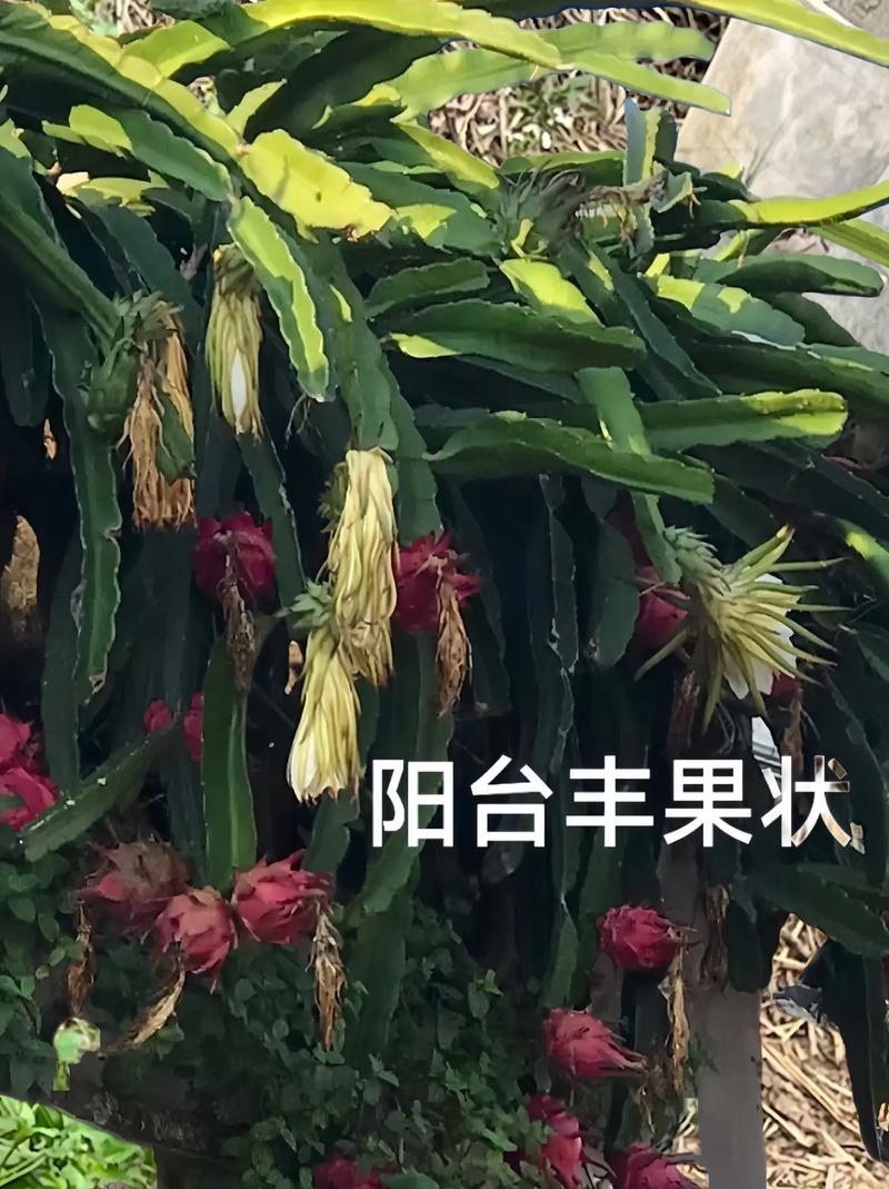 火龙果苗几月盆栽最合适？-第3张图片-吾爱花网