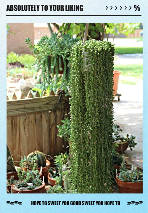 珍珠吊兰多肉怎么养才爆盆？-第1张图片-吾爱花网