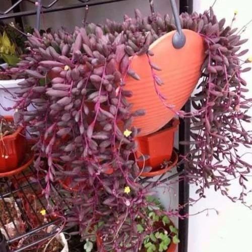 珍珠吊兰多肉怎么养才爆盆？-第3张图片-吾爱花网