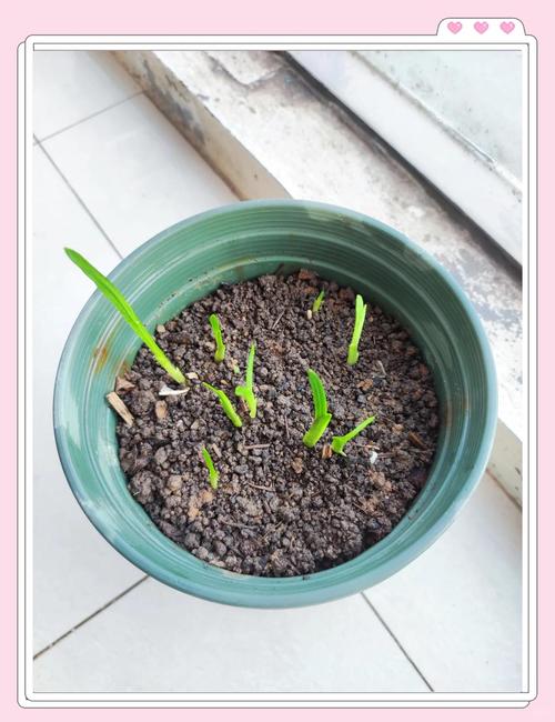 雪莲多肉种子多久能发芽？-第2张图片-吾爱花网