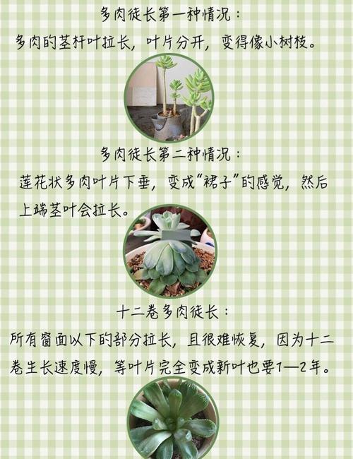 多肉剪后伤口怎么处理防烂根？-第2张图片-吾爱花网