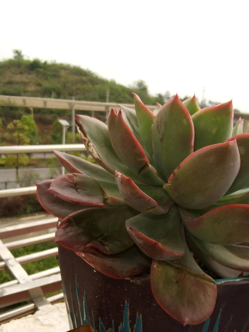 多肉剪后伤口怎么处理防烂根？-第1张图片-吾爱花网