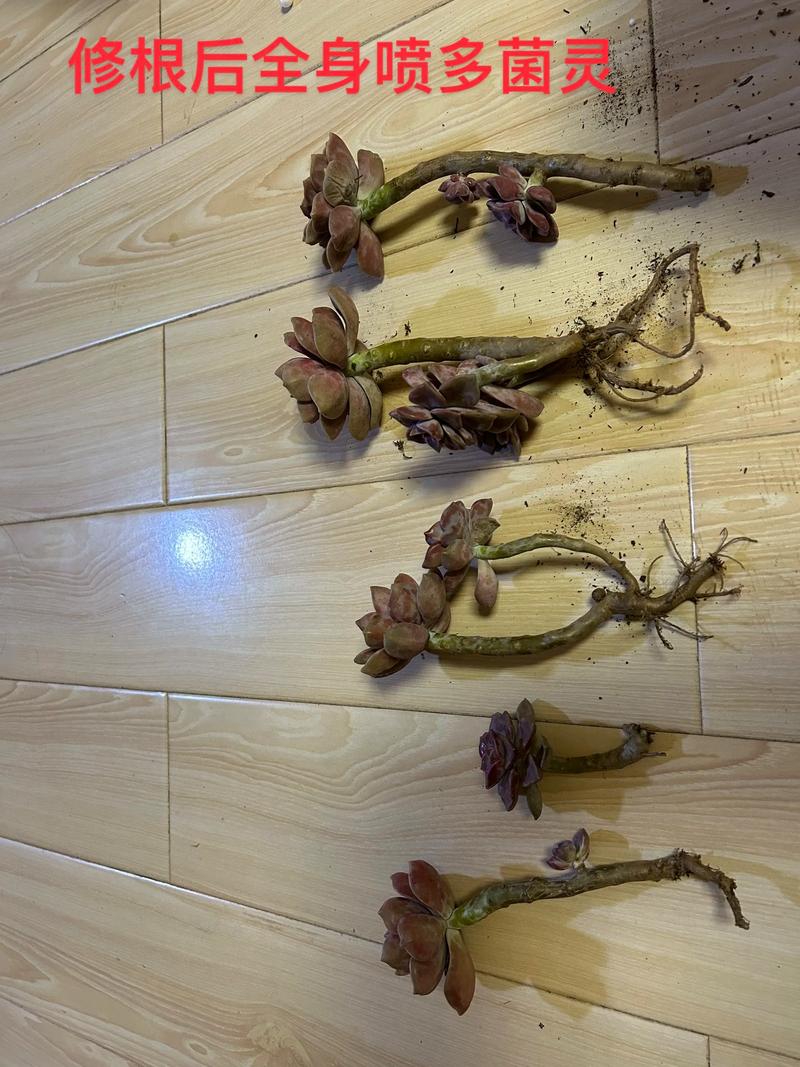多肉剪后伤口怎么处理防烂根？-第3张图片-吾爱花网