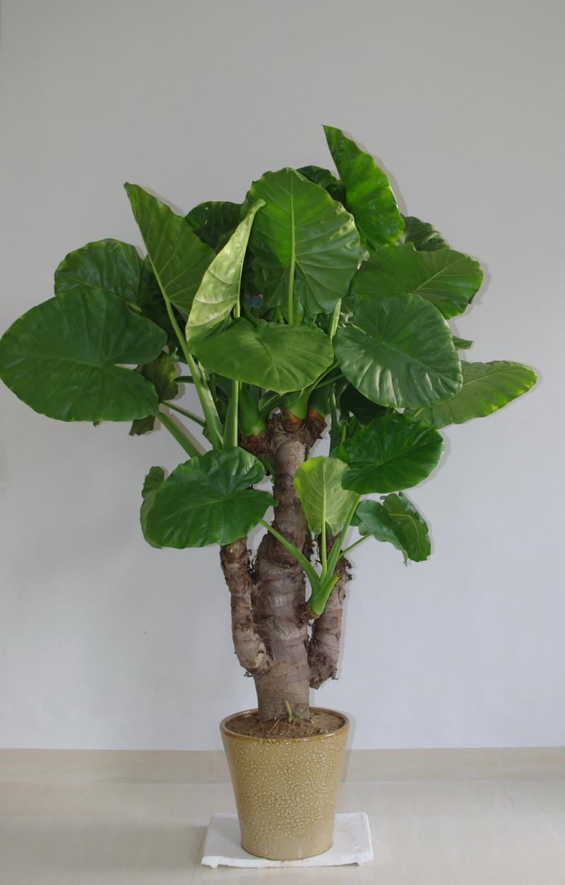 滴水观音属于哪类盆栽花卉？-第2张图片-吾爱花网