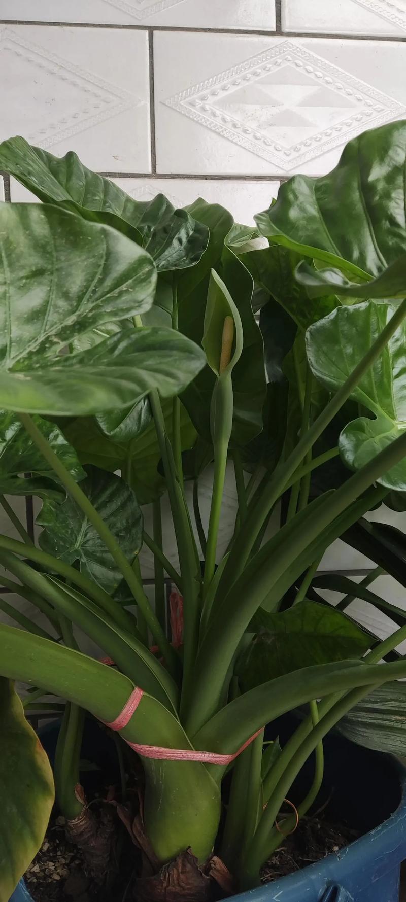 滴水观音属于哪类盆栽花卉？-第3张图片-吾爱花网