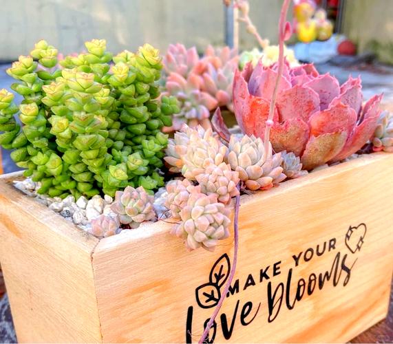 多肉DIY小盆栽，新手怎么养才不死？-第2张图片-吾爱花网