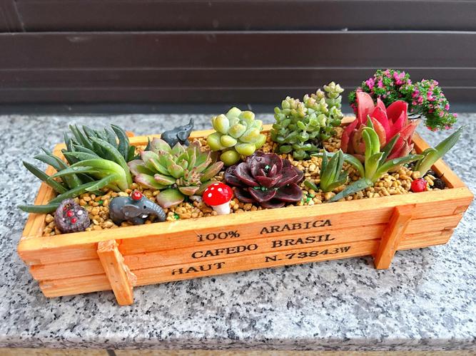 多肉DIY小盆栽，新手怎么养才不死？-第3张图片-吾爱花网