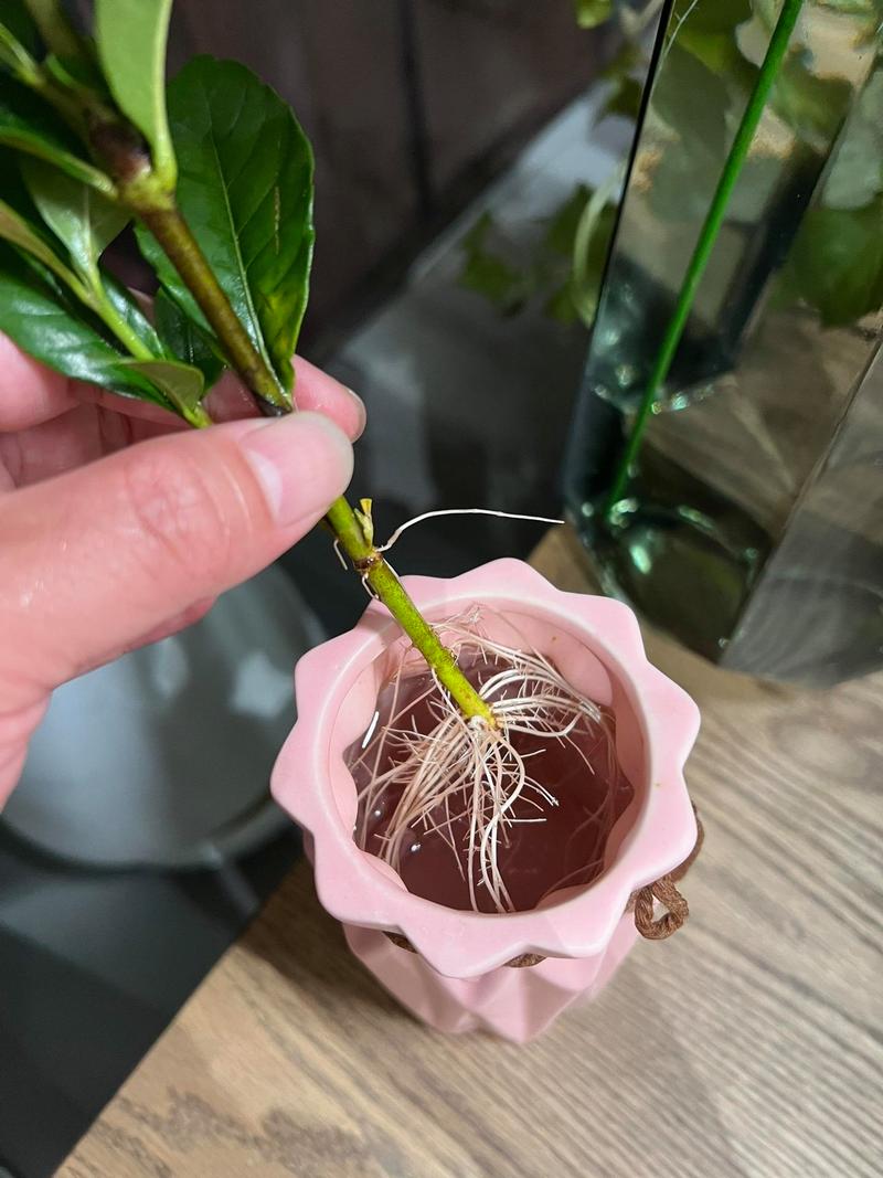 水培栀子花为何总不长?-第2张图片-吾爱花网 水培栀子花为何总不长?-第2张图片-吾爱花网