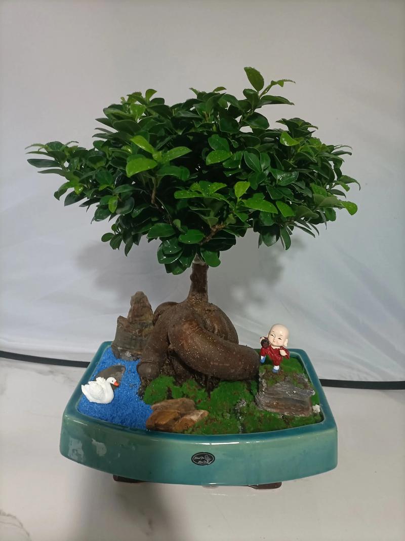 盆栽人参树如何养护出独特造型?-第1张图片-吾爱花网 盆栽人参树如何养护出独特造型?-第1张图片-吾爱花网