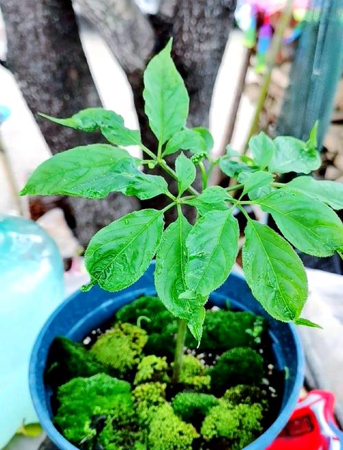 盆栽人参树如何养护出独特造型?-第2张图片-吾爱花网 盆栽人参树如何养护出独特造型?-第2张图片-吾爱花网