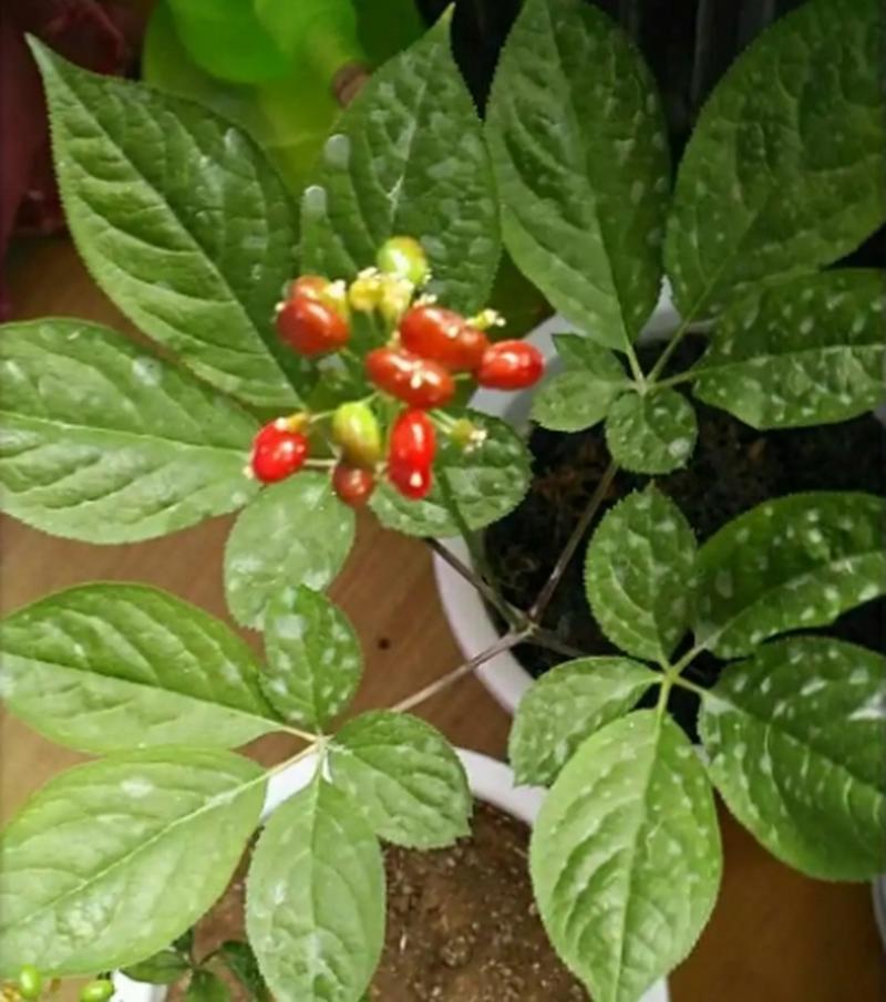 盆栽人参树如何养护出独特造型?-第3张图片-吾爱花网 盆栽人参树如何养护出独特造型?-第3张图片-吾爱花网