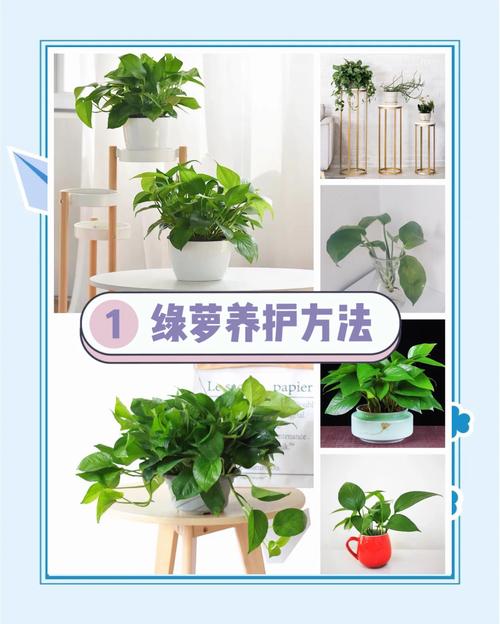 水培绿萝如何爬墙？-第2张图片-吾爱花网