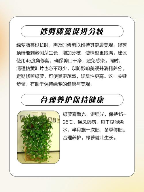 水培绿萝如何爬墙？-第3张图片-吾爱花网