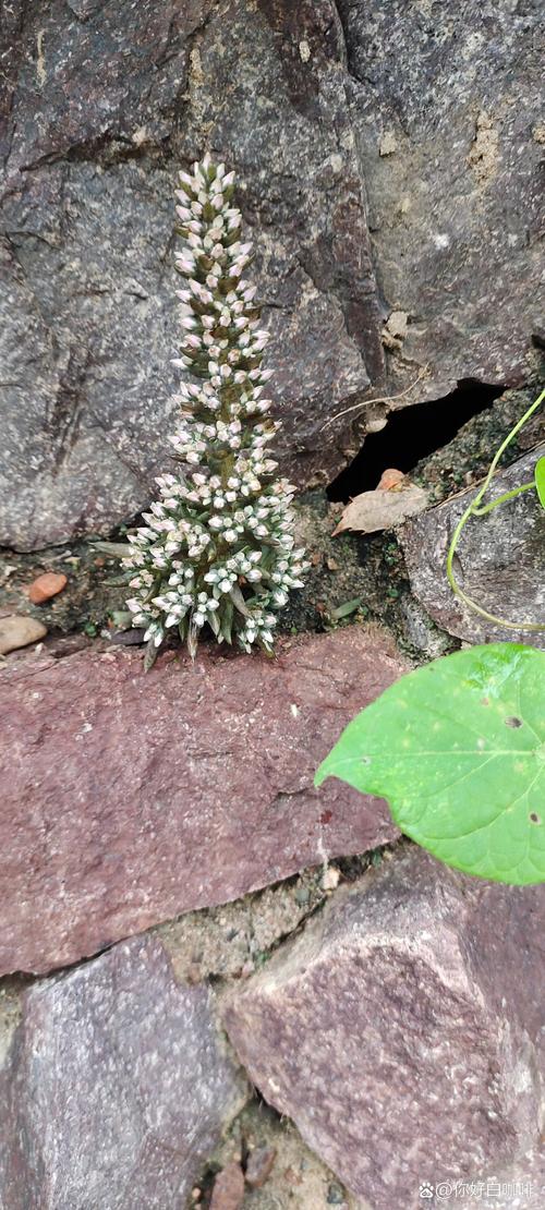 家里野生多肉有哪些品种？-第1张图片-吾爱花网