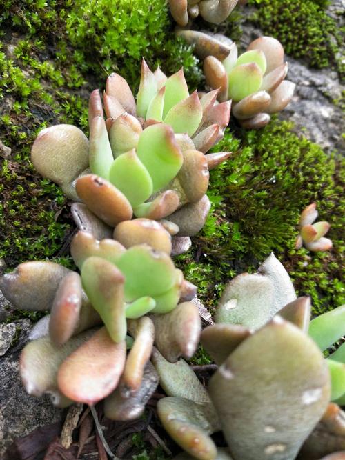 家里野生多肉有哪些品种？-第2张图片-吾爱花网