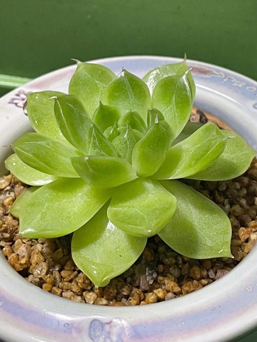 家里野生多肉有哪些品种？-第3张图片-吾爱花网